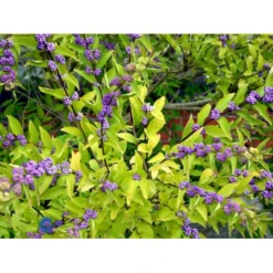 Glasbær 'Issai' Callicarpa Dichotoma 'Issai' 3 Liter Potte 40-60 Cm -Osmome Butik mi14688 callicarpa dichotoma 9ddc
