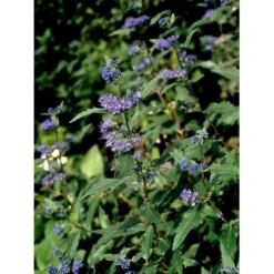 Blåskæg 'Heavenly Blue' Caryopteris Clandonensis 'Heavenly Blue' Potte 2,0 Liter,- 30-40 Cm. -Osmome Butik mi14794 caryopteris clandon heavenly blue 3bc9