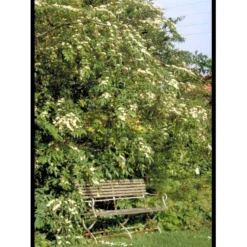 Dværgmispel 'Brandkjær' Cotoneaster Watereri 'Brandkjær' 5 Liter Potte -Osmome Butik mi14938 cotoneaster watereri brandkjaer 44b4