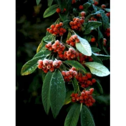 Dværgmispel 'Brandkjær' Cotoneaster Watereri 'Brandkjær' 5 Liter Potte -Osmome Butik mi14938 cotoneaster watereri brandkjaer 9d9c