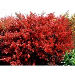 Rød Vårgyvel Cytisus Praecox 'Boskoop Ruby' Potte 2 Liter.