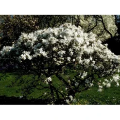 Stjernemagnolie Magnolia Stellata Potte 2,0 Liter,- 40-60 Cm. -Osmome Butik mi1498 magnolia stellata ba2b
