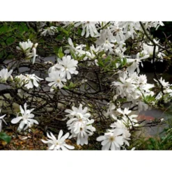 Stjernemagnolie Magnolia Stellata Potte 2,0 Liter,- 40-60 Cm. -Osmome Butik mi1498 magnolia stellata fae6