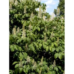 Busk-Hestekastanie Aesculus Parviflora Solitær Busk 100-125 Cm. Høj,- 60-100 Cm. Bred. -Osmome Butik mi149 aesculus parviflora 2a5a