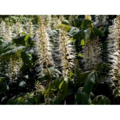 Busk-Hestekastanie Aesculus Parviflora Solitær Busk 100-125 Cm. Høj,- 60-100 Cm. Bred. -Osmome Butik mi149 aesculus parviflora 6458