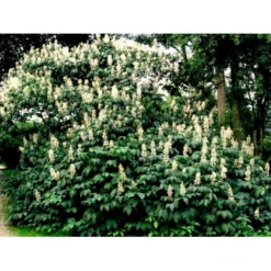 Busk-Hestekastanie Aesculus Parviflora Solitær Busk 100-125 Cm. Høj,- 60-100 Cm. Bred. -Osmome Butik mi149 aesculus parviflora d797