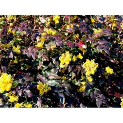 Mahonia Aquifolium 'Maqu' Mahonie 'Maqu' Med Klump,- 50-60 Cm. -Osmome Butik mi1513 mahonia aquifolium maqu 0bcf