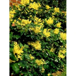 Mahonia Aquifolium 'Maqu' Mahonie 'Maqu' Med Klump,- 50-60 Cm. -Osmome Butik mi1513 mahonia aquifolium maqu b904