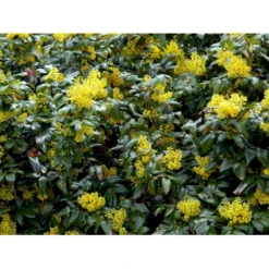 Mahonia Aquifolium 'Maqu' Mahonie 'Maqu' Med Klump,- 50-60 Cm. -Osmome Butik mi1513 mahonia aquifolium maqu d87d