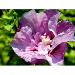 Syrisk Rose 'Lavender Chiffon' (R) Hibiscus Syriacus 'Lavender Chiffon' (r) 5 Liter Potte -Osmome Butik mi15312 hibiscus syriacus lavender chiffon 7038