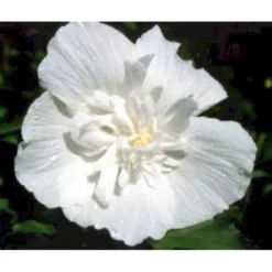 Syrisk Rose 'White Chiffon' (R) Hibiscus Syriacus 'White Chiffon' (r) Potte 6,6 Liter, - 70-80 Cm. -Osmome Butik mi15327 hibiscus syriacus white chiffon 74cc