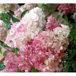 Syrén-Hortensia 'Vanille Fraise' Hydrangea Paniculata 'Vanille Fraise' Opstammet 90 Cm. 7,5 Liter Potte -Osmome Butik mi15446 hydrangea pan vanille fraise r renhy e527