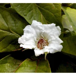 Mispel Mespilus Germanica Solitær Busk 150-200 Cm. - Med Klump -Osmome Butik mi1565 mespilus germanica 1ba6