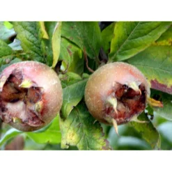 Mispel Mespilus Germanica Solitær Busk 150-200 Cm. - Med Klump -Osmome Butik mi1565 mespilus germanica 47aa