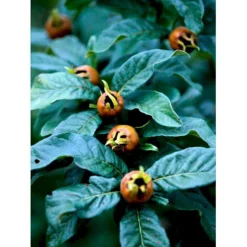 Mispel Mespilus Germanica Solitær Busk 150-200 Cm. - Med Klump -Osmome Butik mi1565 mespilus germanica cec4