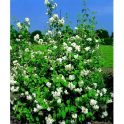 Uægte Jasmin 'Schneesturm' Philadelphus Virginalis 'Schneesturm' Med Klump,- 150-175 Cm. -Osmome Butik mi15797 philadelphus virgina schneesturm 767a