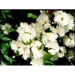 Uægte Jasmin 'Schneesturm' Philadelphus Virginalis 'Schneesturm' Med Klump,- 150-175 Cm. -Osmome Butik mi15797 philadelphus virgina schneesturm a48f