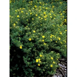Buskpotentil 'Kobold' Potentilla Fruticosa 'Kobold' Potte 2,0 Liter,- 25-30 Cm. -Osmome Butik mi15906 potentilla fruticosa e767