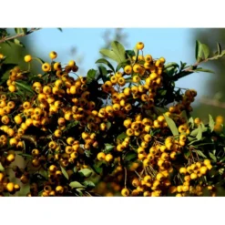 Ildtorn 'Soleil D'Or' Pyracantha Coccinea 'soleil D'Or' 3,5 Liter Potte -Osmome Butik mi16032 pyracantha soleil d or 8eba