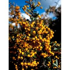 Ildtorn 'Soleil D'Or' Pyracantha Coccinea 'soleil D'Or' 3,5 Liter Potte -Osmome Butik mi16032 pyracantha soleil d or e034