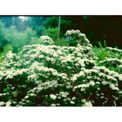 Snedrivebusk Spiraea X Arguta Med Klump,- 125-150 Cm.