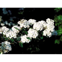 Spiræa Vanhouttei Spiraea X Vanhouttei 5 Liter Potte