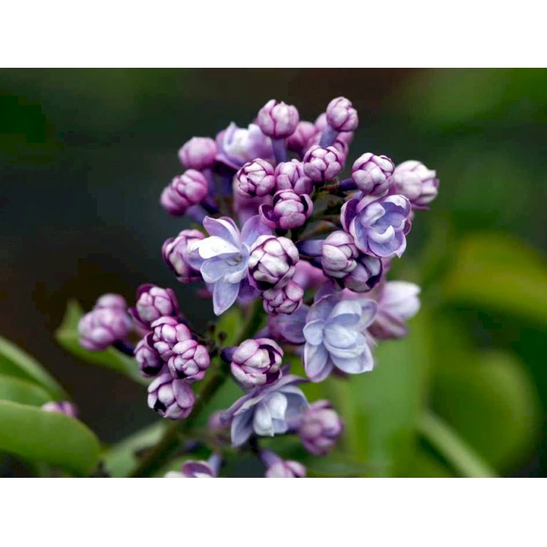 'Michel Büchner' Syringa Vul. 'Michel Büchner' (storblomstrende) Med Klump,- 150-175 Cm. 4 'Michel Büchner' Syringa Vul. 'Michel Büchner' (storblomstrende) Med Klump,- 150-175 Cm. - Billede 4
