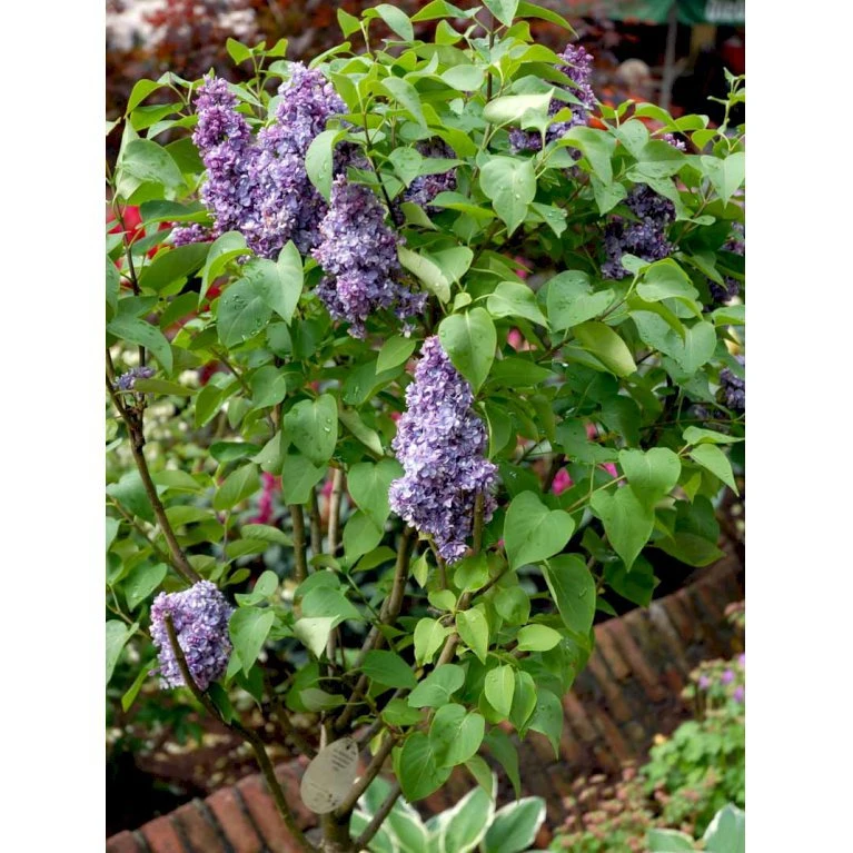 'Michel Büchner' Syringa Vul. 'Michel Büchner' (storblomstrende) Med Klump,- 150-175 Cm. 3 'Michel Büchner' Syringa Vul. 'Michel Büchner' (storblomstrende) Med Klump,- 150-175 Cm. - Billede 3