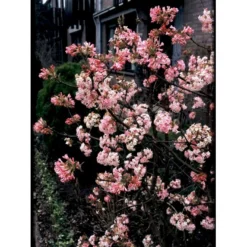 Kejserbusk 'Charles Lamont' Viburnum X Bodnantense 'Charles Lamont' 5 Liter Potte -Osmome Butik mi16388 viburnum bodnantense charles lamont eb1d
