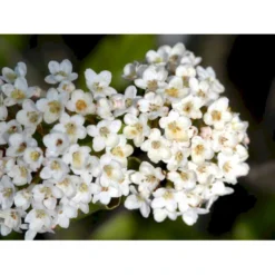 Duft-snebolle (vintergrøn) Viburnum X Burkwoodii Solitær Busk 150-175 Cm. Høj,- 100-150 Cm. Bred., Med Trådklump -Osmome Butik mi16391 viburnum burkwoodii 0e12