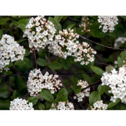 Duft-snebolle (vintergrøn) Viburnum X Burkwoodii Solitær Busk 150-175 Cm. Høj,- 100-150 Cm. Bred., Med Trådklump -Osmome Butik mi16391 viburnum burkwoodii 64ff