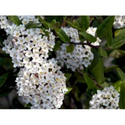 Duft-snebolle (vintergrøn) Viburnum X Burkwoodii Solitær Busk 150-175 Cm. Høj,- 100-150 Cm. Bred., Med Trådklump -Osmome Butik mi16391 viburnum burkwoodii d3c0