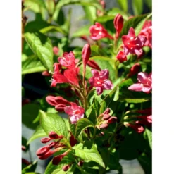 Klokkebusk 'Bristol Ruby' Weigela Hybrid 'Bristol Ruby' Potte 2,0 Liter,- 40-60 Cm. -Osmome Butik mi16429 weigela bristol ruby 61ec