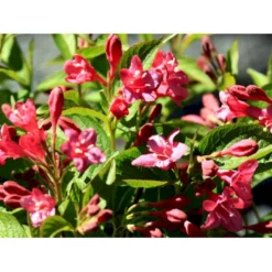 Klokkebusk 'Bristol Ruby' Weigela Hybrid 'Bristol Ruby' Potte 2,0 Liter,- 40-60 Cm. -Osmome Butik mi16429 weigela bristol ruby d2cc