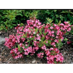 Klokkebusk 'Minuet' Weigela Hybrid 'Minuet' Potte 2,0 Liter,- 30-40 Cm. -Osmome Butik mi16455 weigela minuet 241d