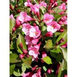 Klokkebusk 'Minuet' Weigela Hybrid 'Minuet' Potte 2,0 Liter,- 30-40 Cm. -Osmome Butik mi16455 weigela minuet 8720