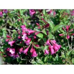 Klokkebusk 'Minuet' Weigela Hybrid 'Minuet' Potte 2,0 Liter,- 30-40 Cm. -Osmome Butik mi16455 weigela minuet b61b