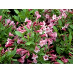 Klokkebusk 'Minuet' Weigela Hybrid 'Minuet' Potte 2,0 Liter,- 30-40 Cm. -Osmome Butik mi16455 weigela minuet bd66