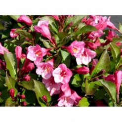 Klokkebusk 'Minuet' Weigela Hybrid 'Minuet' Potte 2,0 Liter,- 30-40 Cm. -Osmome Butik mi16455 weigela minuet d8fd