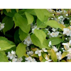 Uægte Jasmin 'Aureus' Philadelphus Caucasicus 'Aureus' 5 Liter Potte -Osmome Butik mi1652 philadelphus caucasicus aureus 45f3