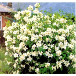 Uægte Jasmin 'Belle Etoile' Philadelphus Lemoinei 'Belle Etoile' Med Klump,- 125-150 Cm. -Osmome Butik mi1655 philadelphus lemoinei belle etoile 6fc4