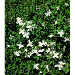 Uægte Jasmin 'Silberregen' Philadelphus Purpureomacu 'Silberregen' 3,5 Liter Potte -Osmome Butik mi1657 philadelphus purpureomacu silberregen 9557