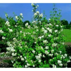 Uægte Jasmin 'Virginalis' Philadelphus 'Virginalis' Med Klump,- 150-175 Cm. -Osmome Butik mi1658 philadelphus virginalis cf29