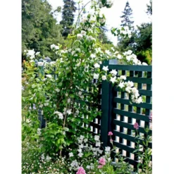 Uægte Jasmin 'Virginalis' Philadelphus 'Virginalis' Med Klump,- 150-175 Cm.