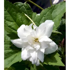 Uægte Jasmin 'Schneesturm' Philadelphus Virginalis 'Schneesturm' Med Klump,- 150-175 Cm. -Osmome Butik mi1660 philadelphus virginalis schneesturm d3a5