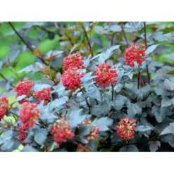 Blærespiræa 'Diabolo' Physocarphus Op. 'Diabolo' Solitær Busk 150-200 Cm. - Med Klump -Osmome Butik mi1688 physocarpus opulifolius diabolo r 7745