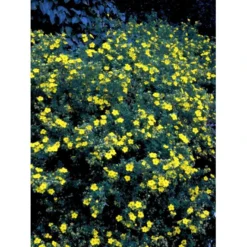 Buskpotentil 'Goldfinger' Potentilla Fruticosa 'Goldfinger' Potte 2,0 Liter,- 25-30 Cm. -Osmome Butik mi1899 potentilla fruticosa goldfinger 1622