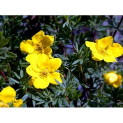Buskpotentil 'Goldfinger' Potentilla Fruticosa 'Goldfinger' Potte 2,0 Liter,- 25-30 Cm. -Osmome Butik mi1899 potentilla fruticosa goldfinger a3d7