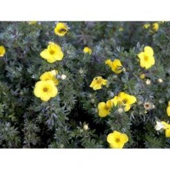 Buskpotentil 'Kobold' Potentilla Fruticosa 'Kobold' Potte 2,0 Liter,- 25-30 Cm. -Osmome Butik mi1901 potentilla fruticosa kobold 4241