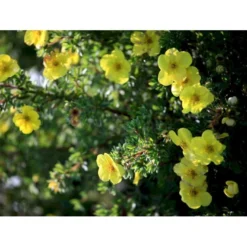 Buskpotentil 'Kobold' Potentilla Fruticosa 'Kobold' Potte 2,0 Liter,- 25-30 Cm. -Osmome Butik mi1901 potentilla fruticosa kobold 7e87